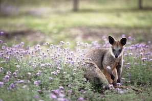 Wildlife including wallabies and koalas near Kooyong Apartments.
