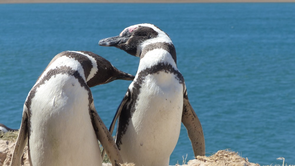 two white-and-black penguins on cliff