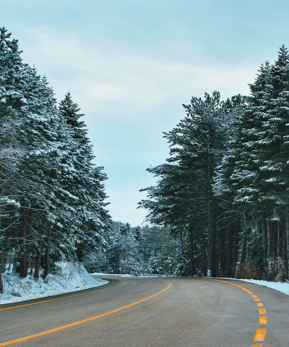 asphalt road beside trees
