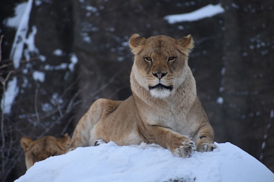 lioness on snow hill in Lincoln Park Zoo United States