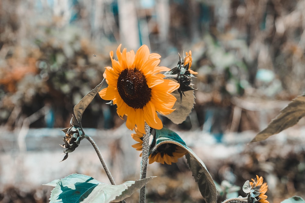 sunflower in closeup photography