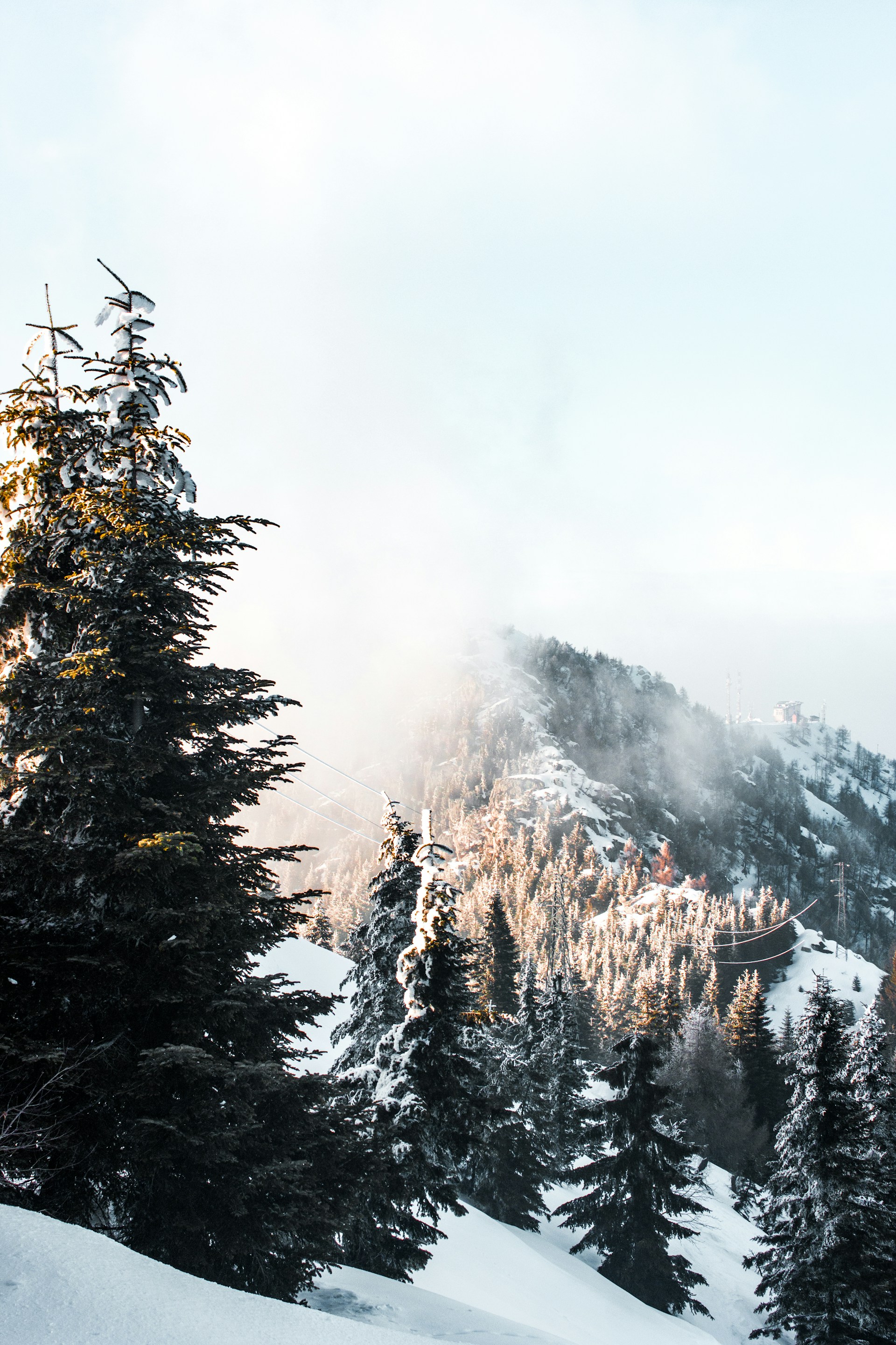 green trees and snow mountain