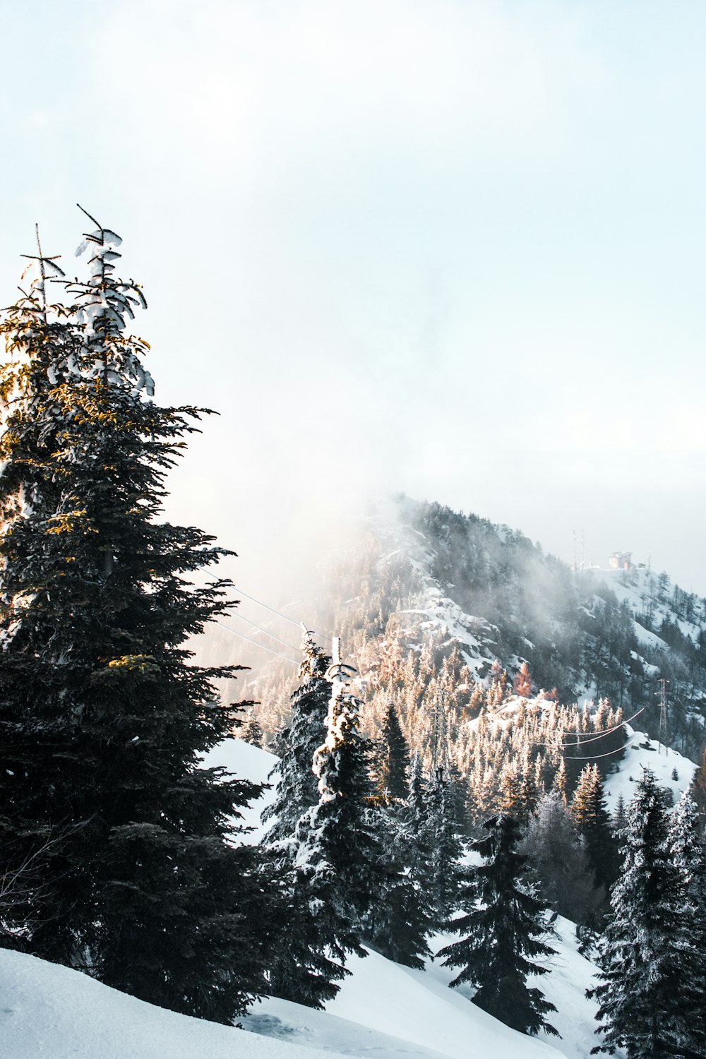 green trees and snow mountain