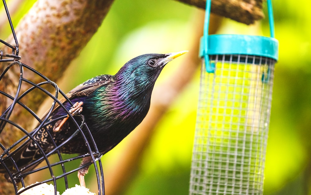 black bird near gray wire bird feeder