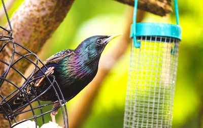 black bird near gray wire bird feeder