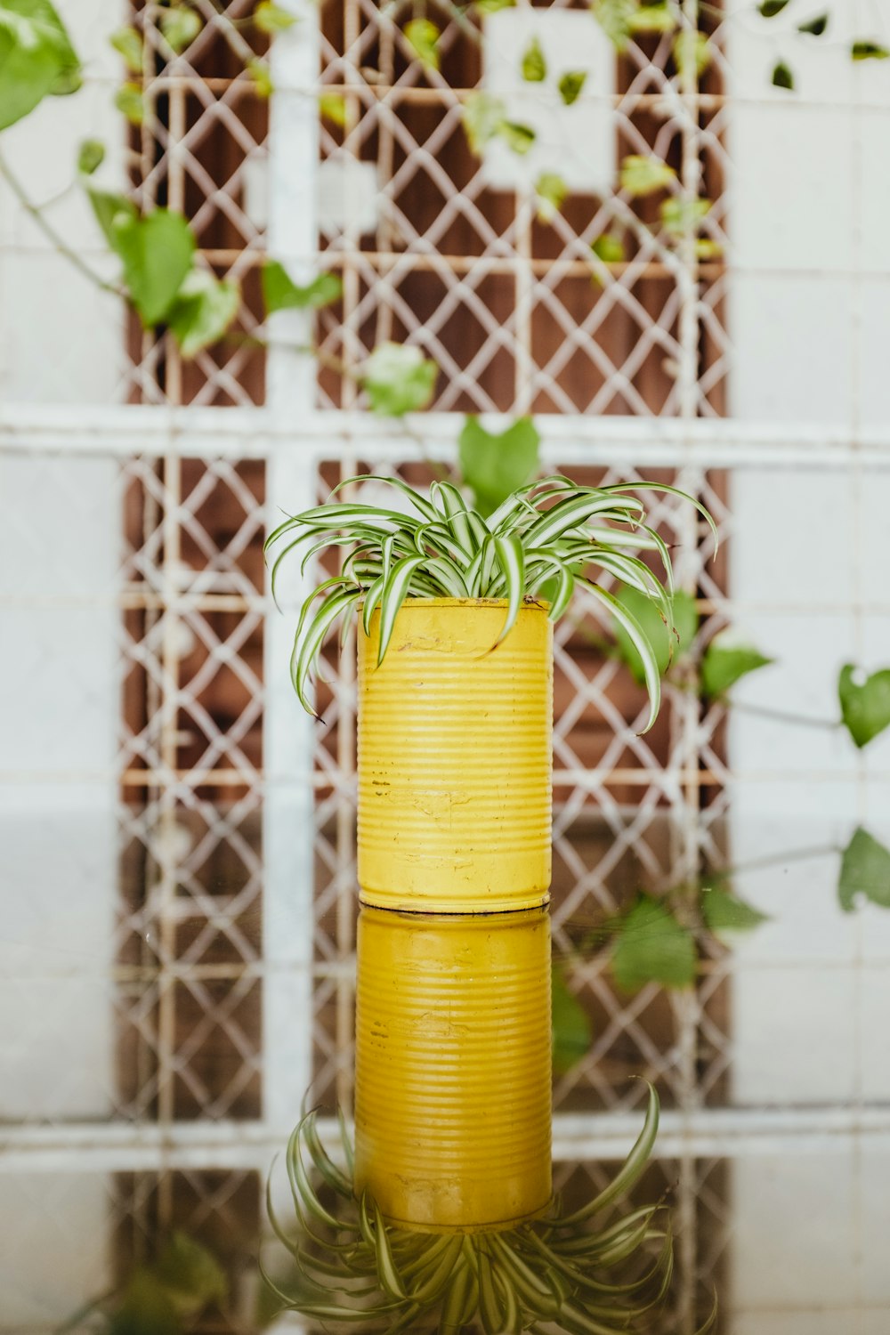 green spider plant in yellow can