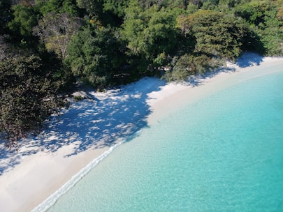 shore surround by trees during daytime