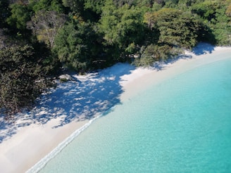 shore surround by trees during daytime