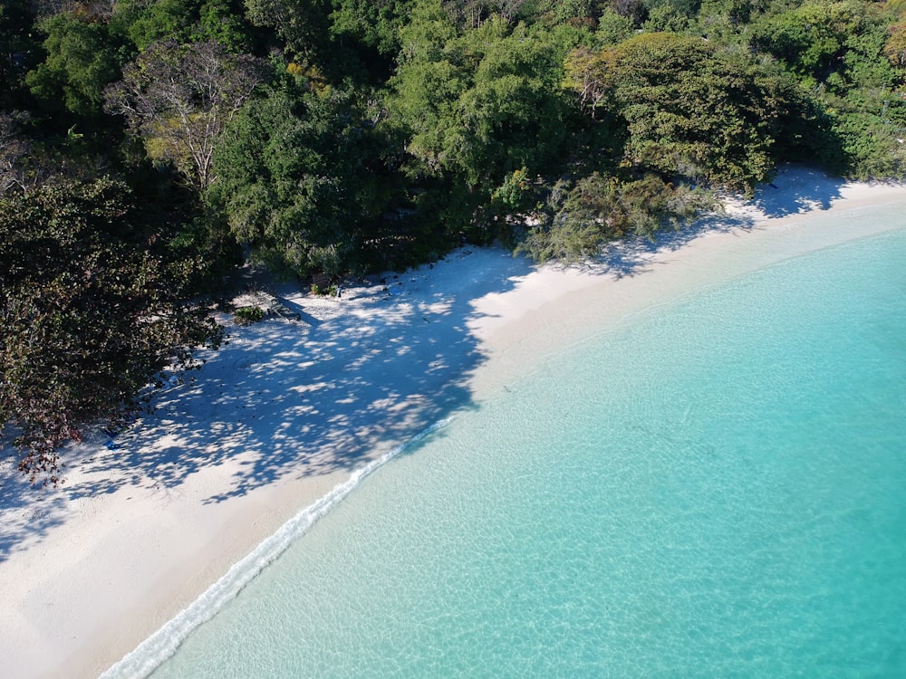 shore surround by trees during daytime