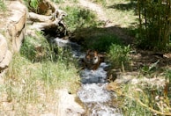 A tiger is partially submerged in a narrow, flowing stream surrounded by lush green grass and bamboo plants. The area is natural and peaceful, with sunlight dappled across the scene.