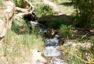 A tiger is partially submerged in a narrow, flowing stream surrounded by lush green grass and bamboo plants. The area is natural and peaceful, with sunlight dappled across the scene.