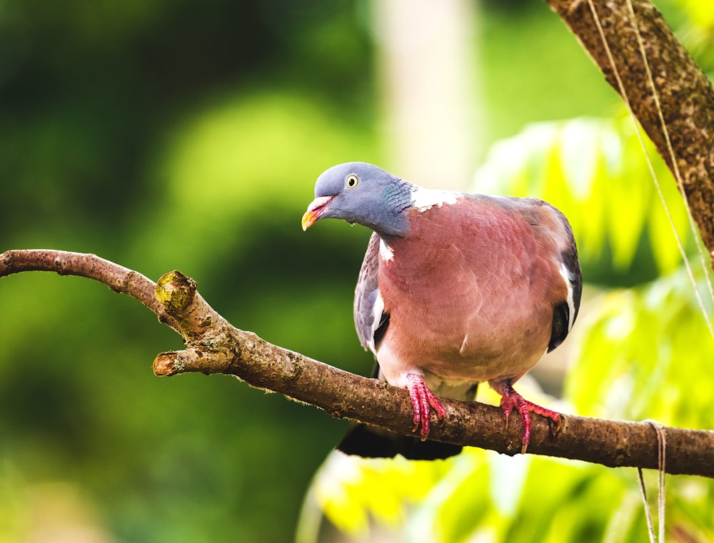 brown and gray bird perched on tree branch