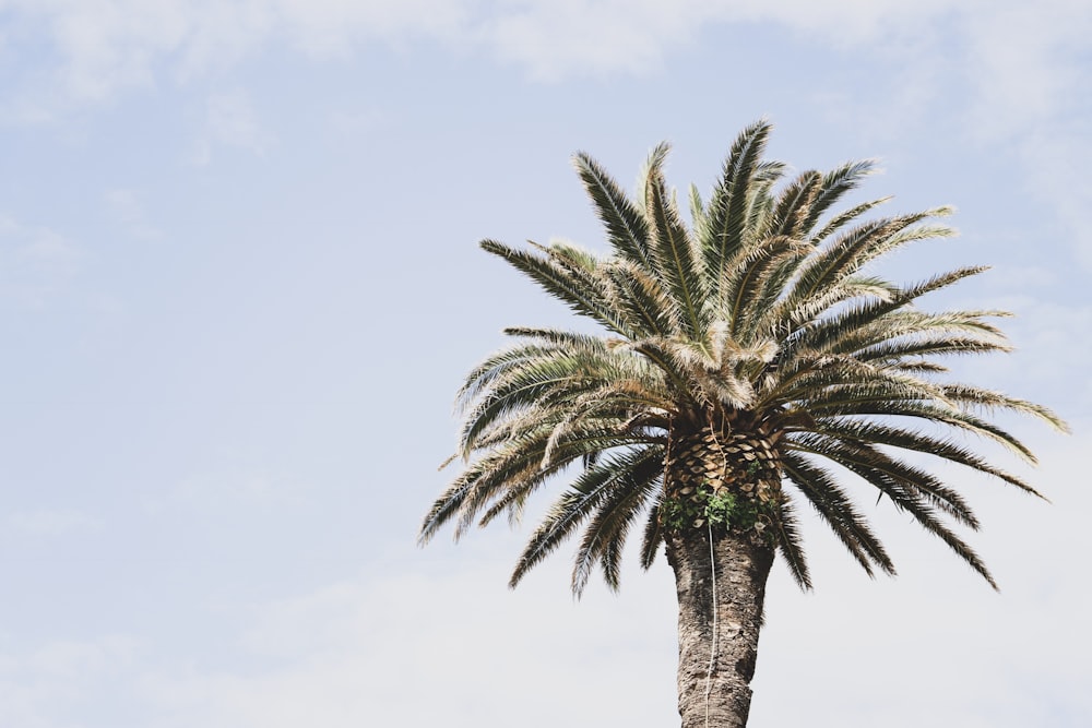 green palm tree under white clouds at daytime