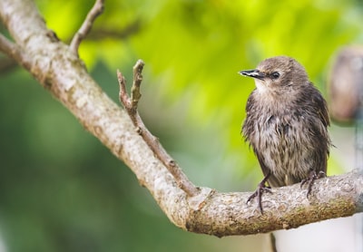brown bird sitting on stick