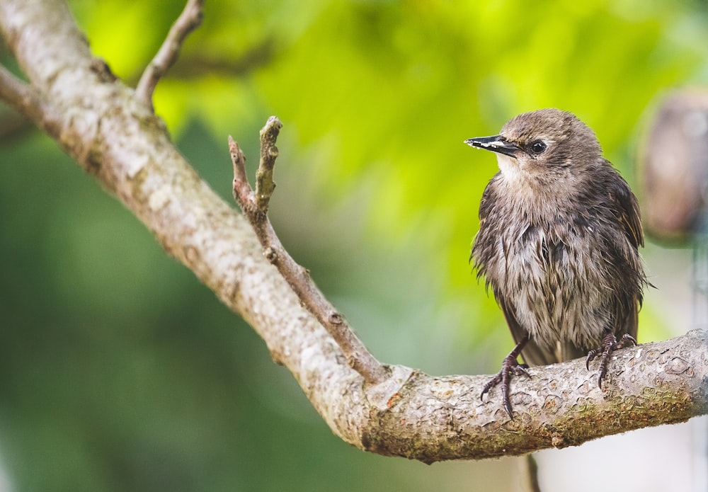 brown bird sitting on stick