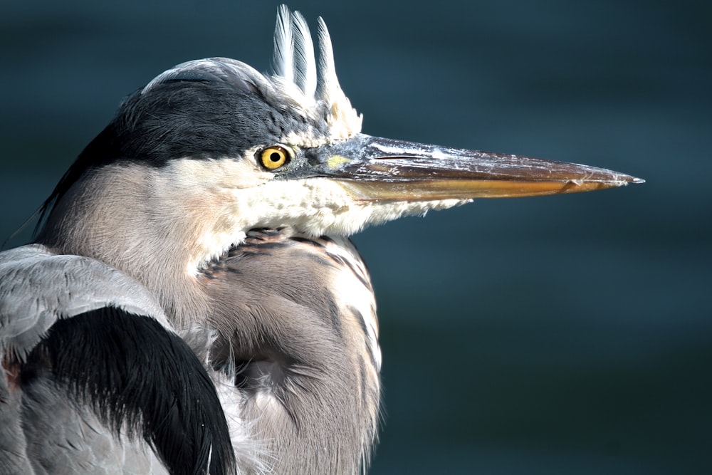 shallow focus photography of gray bird