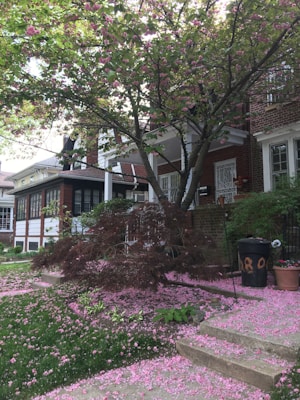 A lush tree with pink blossoms is in full bloom in front of a brick house. The petals have scattered across the grass and the concrete steps, creating a vibrant pink carpet. A large trash bin and potted plants are also visible beside the steps.