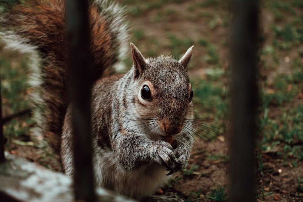 brown squirrel near green grass