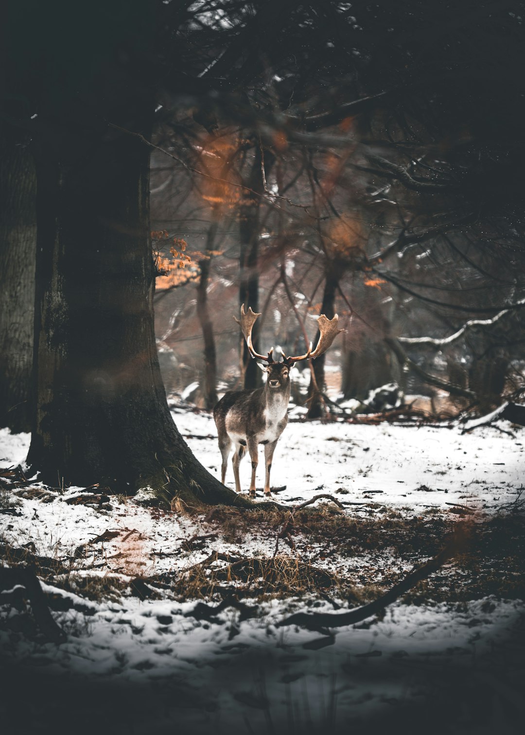 Forest photo spot Jægersborg Dyrehave Assistens Kirkegård