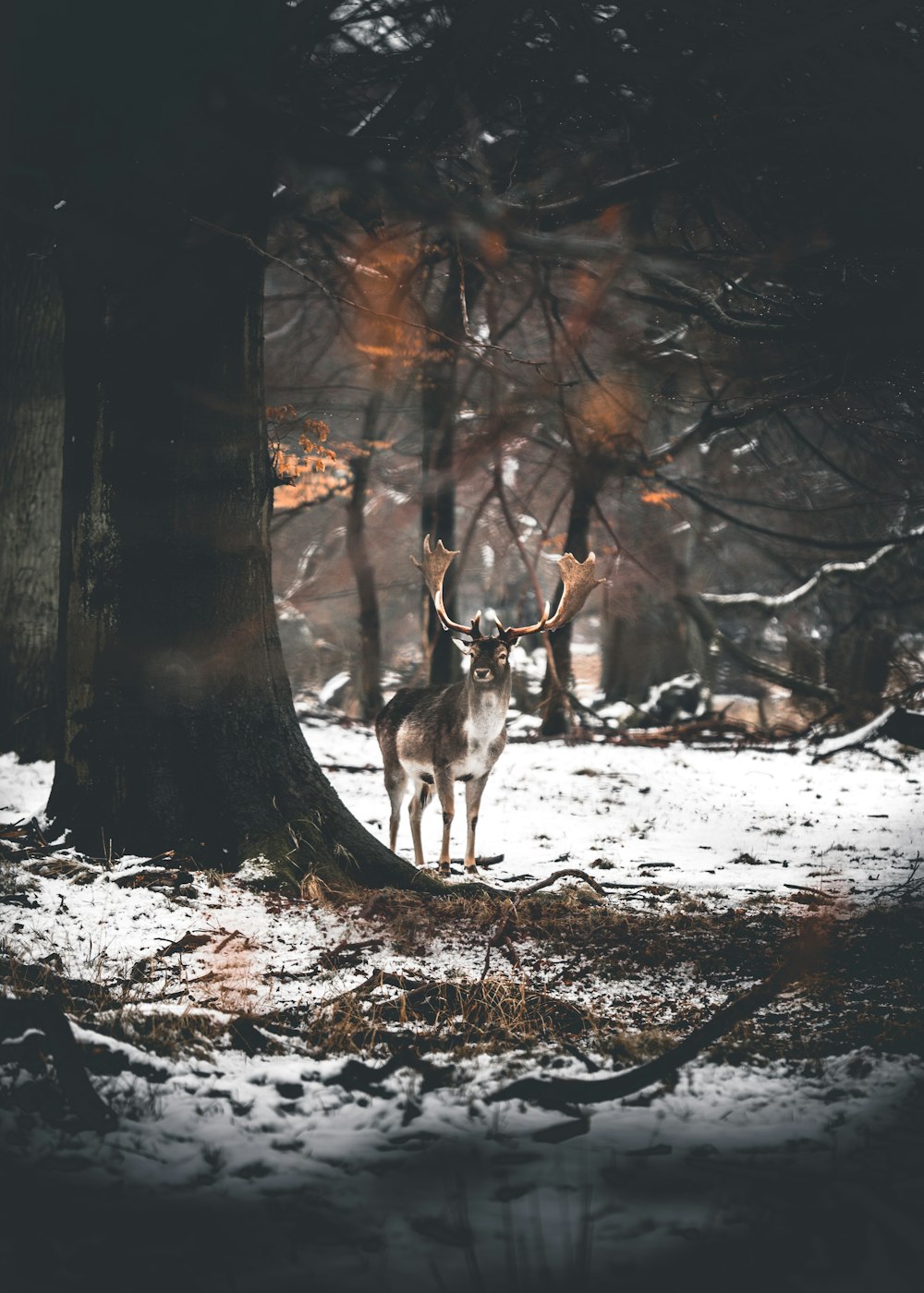 brown deer under tree