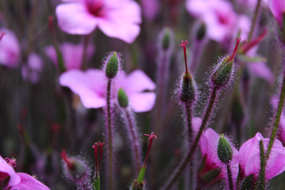 Foto de primer plano de flores de pétalos rosados