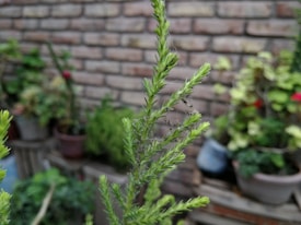 A close-up view of a plant with fresh green leaves and small webs on it. In the background, there are several potted plants against a brick wall, creating a garden-like setting.