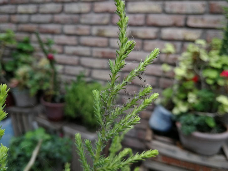 A close-up view of a plant with fresh green leaves and small webs on it. In the background, there are several potted plants against a brick wall, creating a garden-like setting.