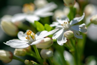 Delicate white flowers with yellow stamens are surrounded by a lush green background. The petals are soft and slightly translucent, with buds in varying stages of bloom around them, creating a sense of freshness and natural beauty.