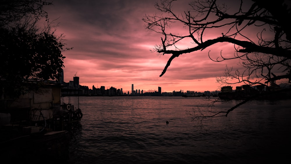 silhouette photography of tree