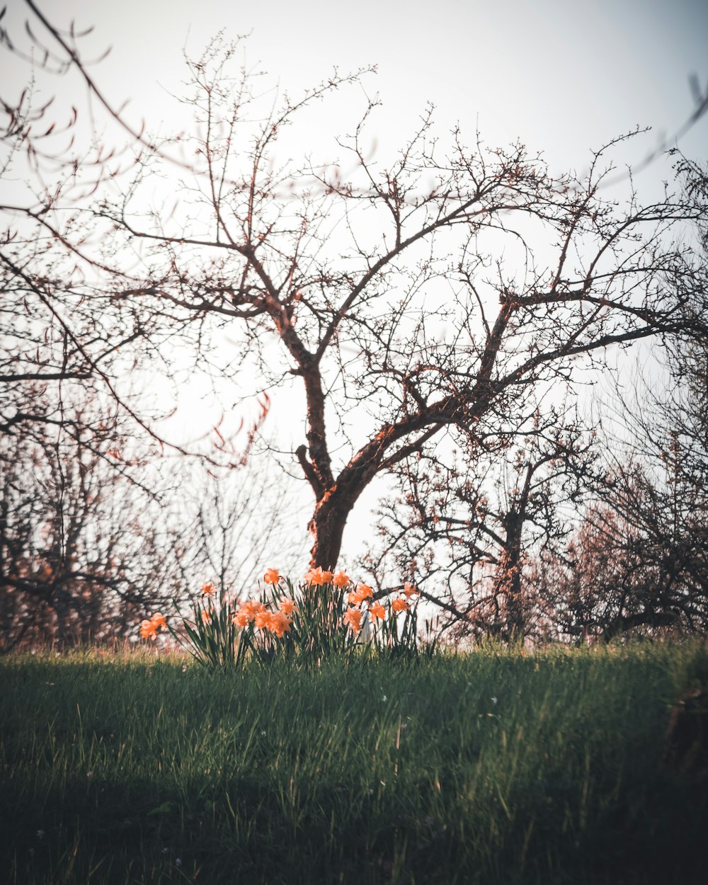 orange petaled flowers during daytime