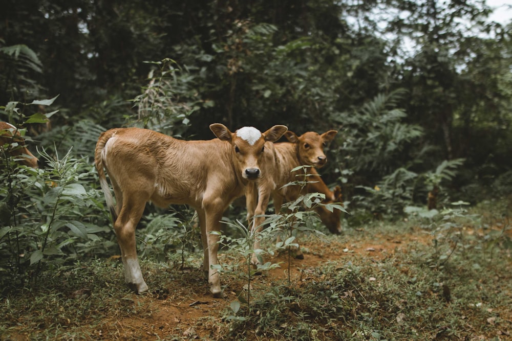 2頭の茶色の牛の写真