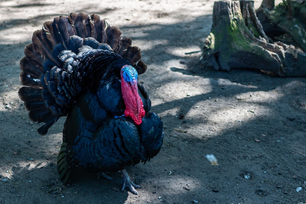 turkey walking near brown tree trunk