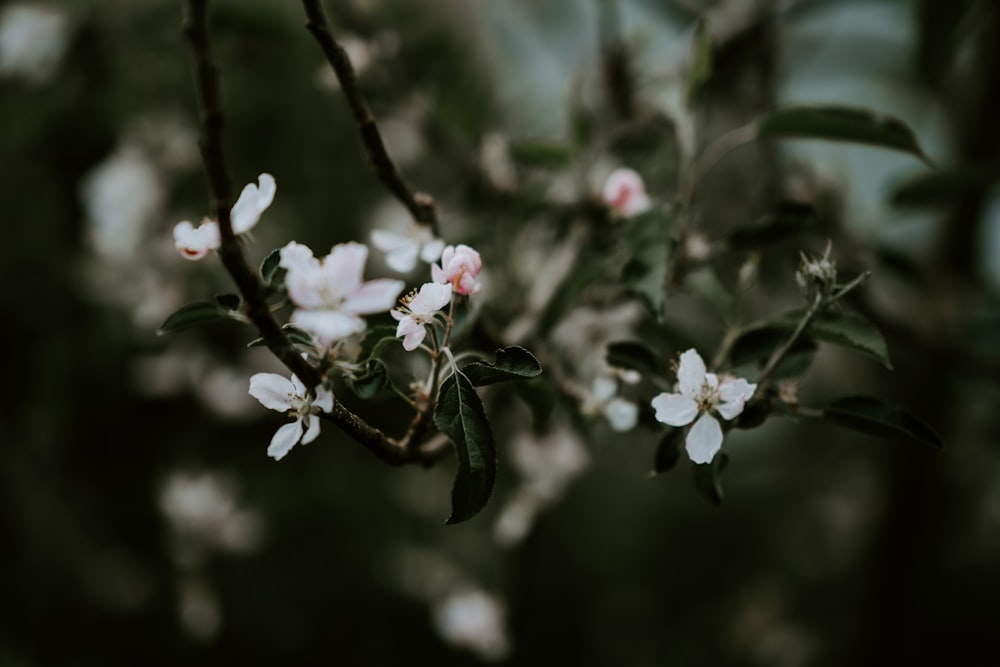 selective focus photography of white petaled flowers