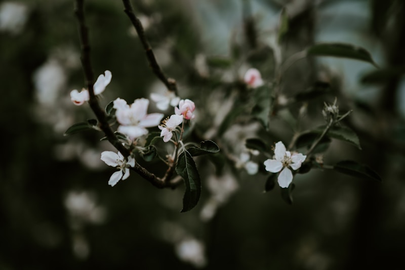 Blossoming