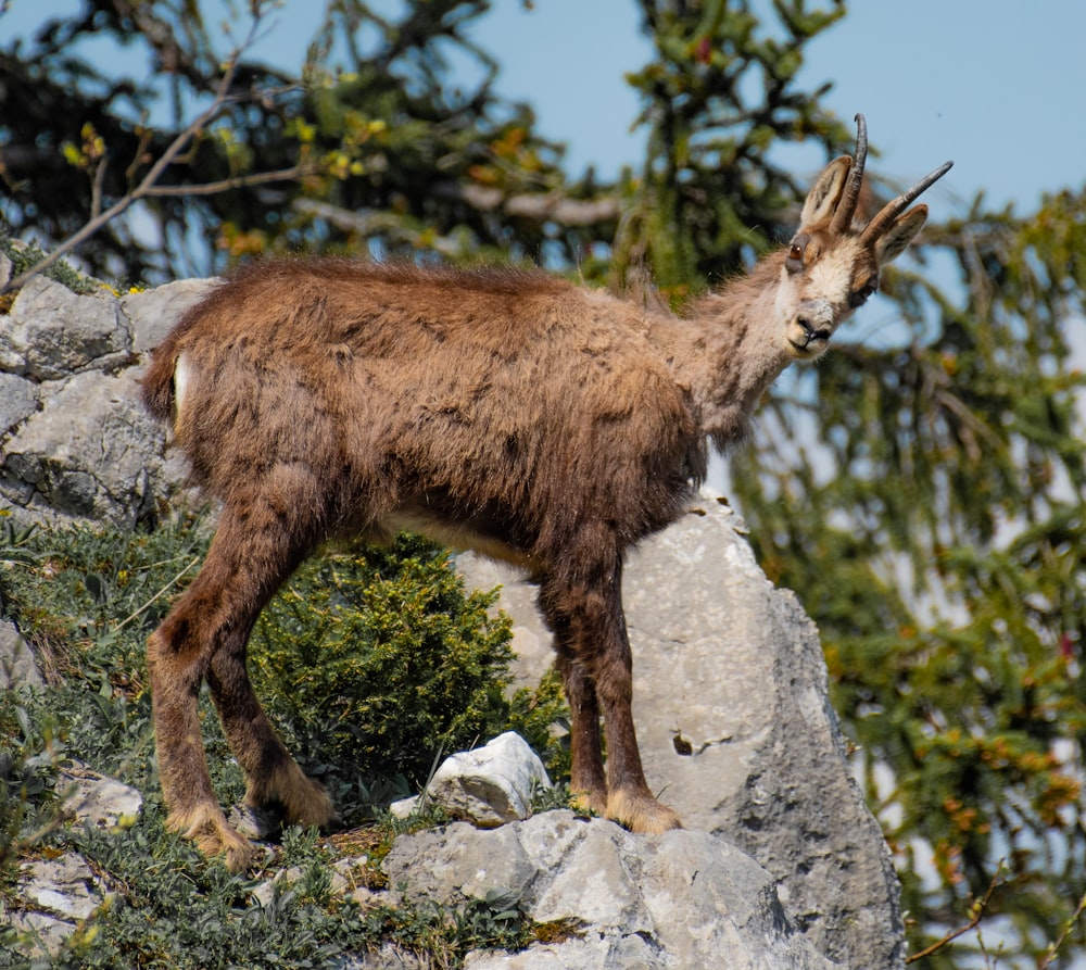 Impala marrone in piedi sulla scogliera