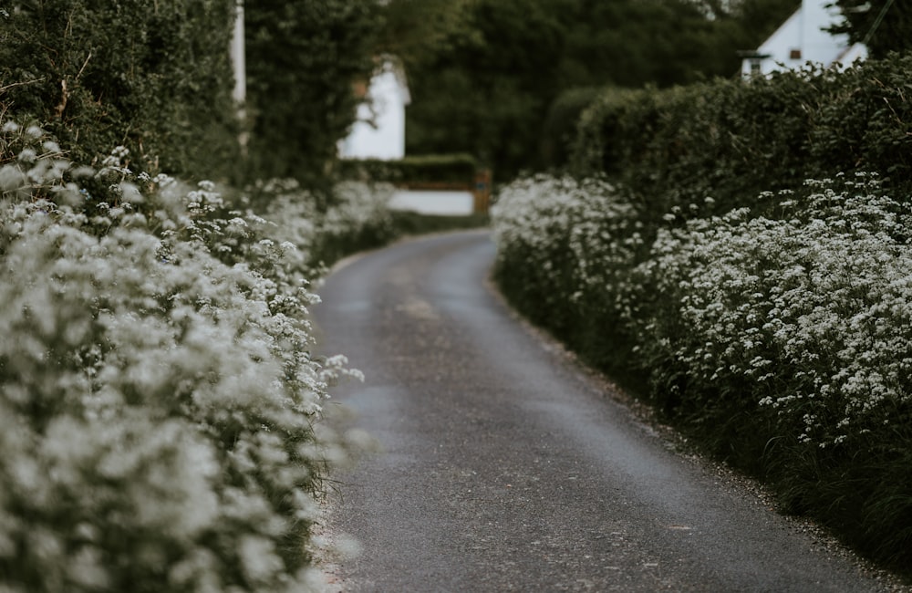 Fotografie einer leeren Straße zwischen Blumen