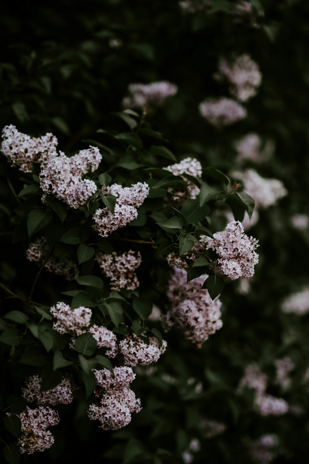 white hydrangeas flowers