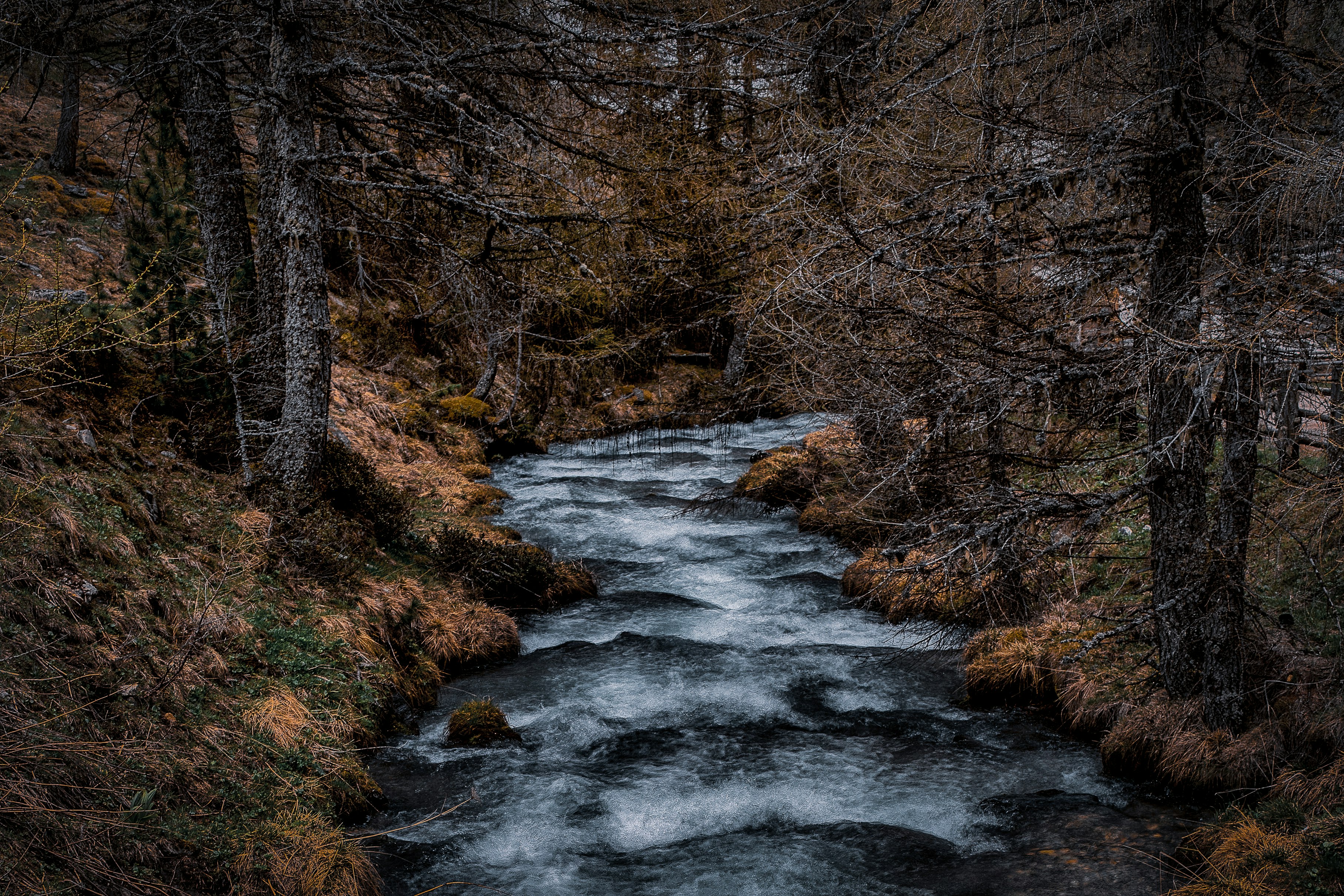 river surrounded by tree