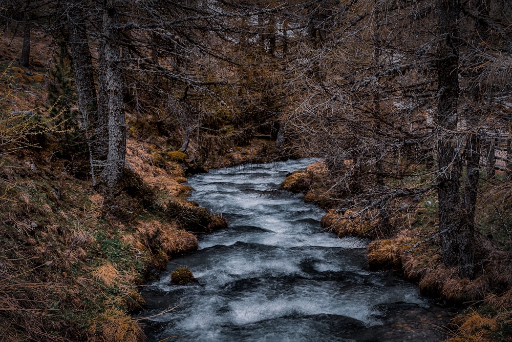 river surrounded by tree