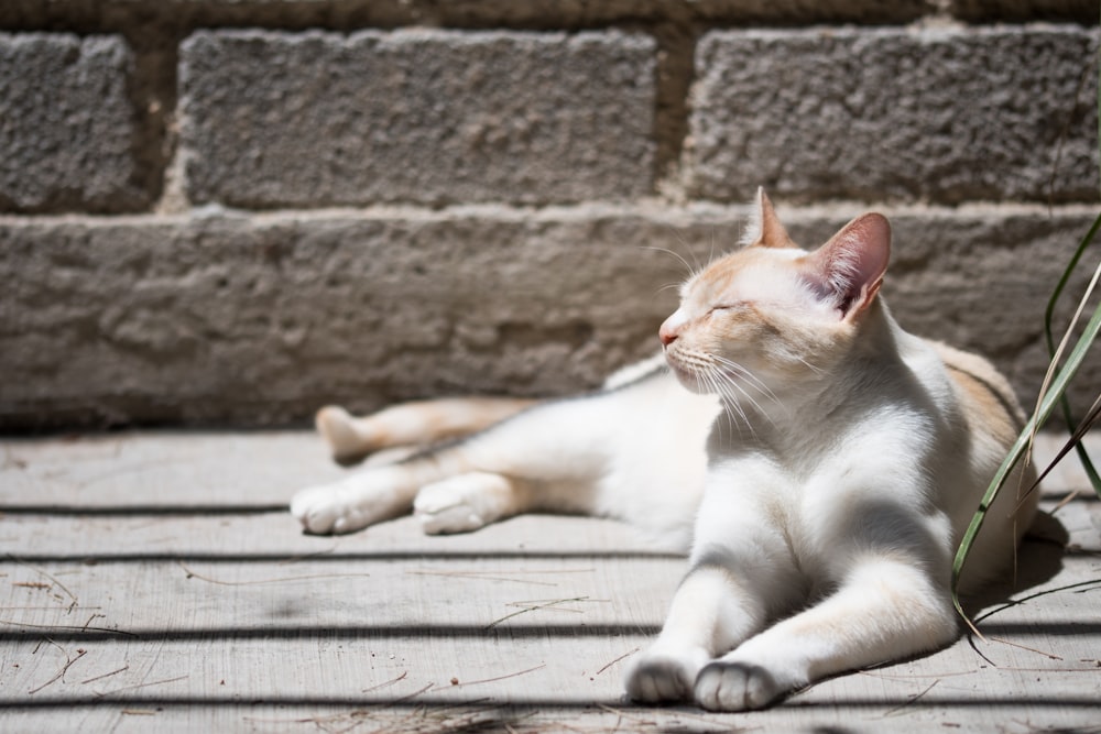 orange and white cat on panel