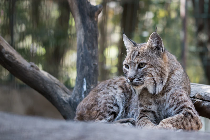 Eurasischer Luchs