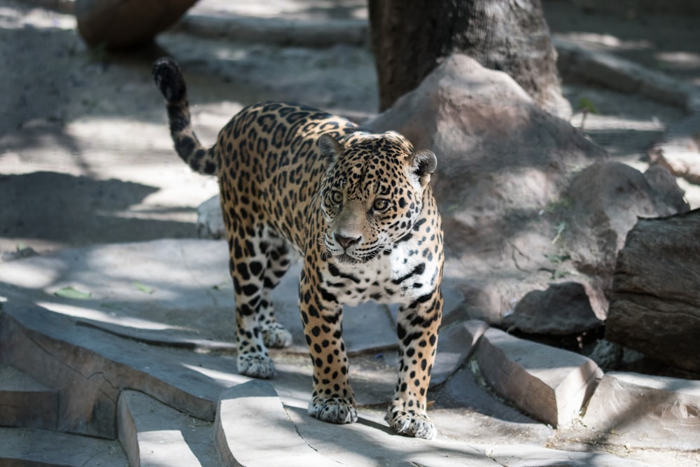 leopard walking on pavement