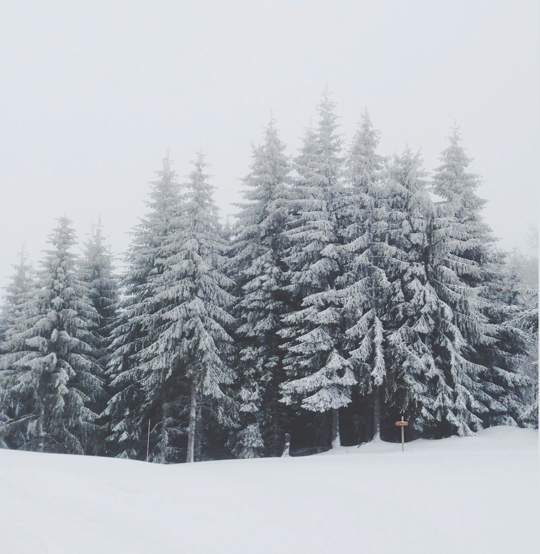 Forest photo spot Ax-les-Thermes France