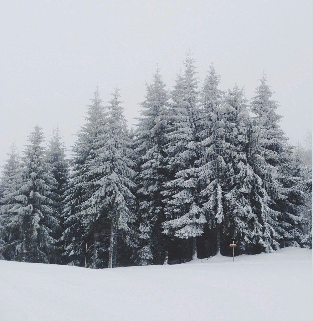 snow covered pine trees