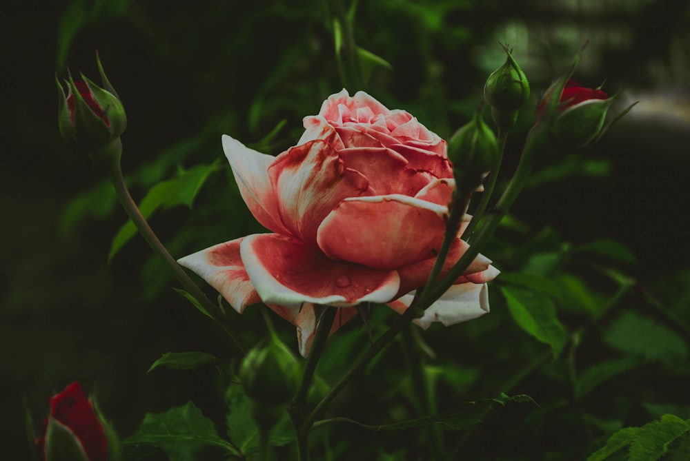 Rosa Blume in voller Blüte