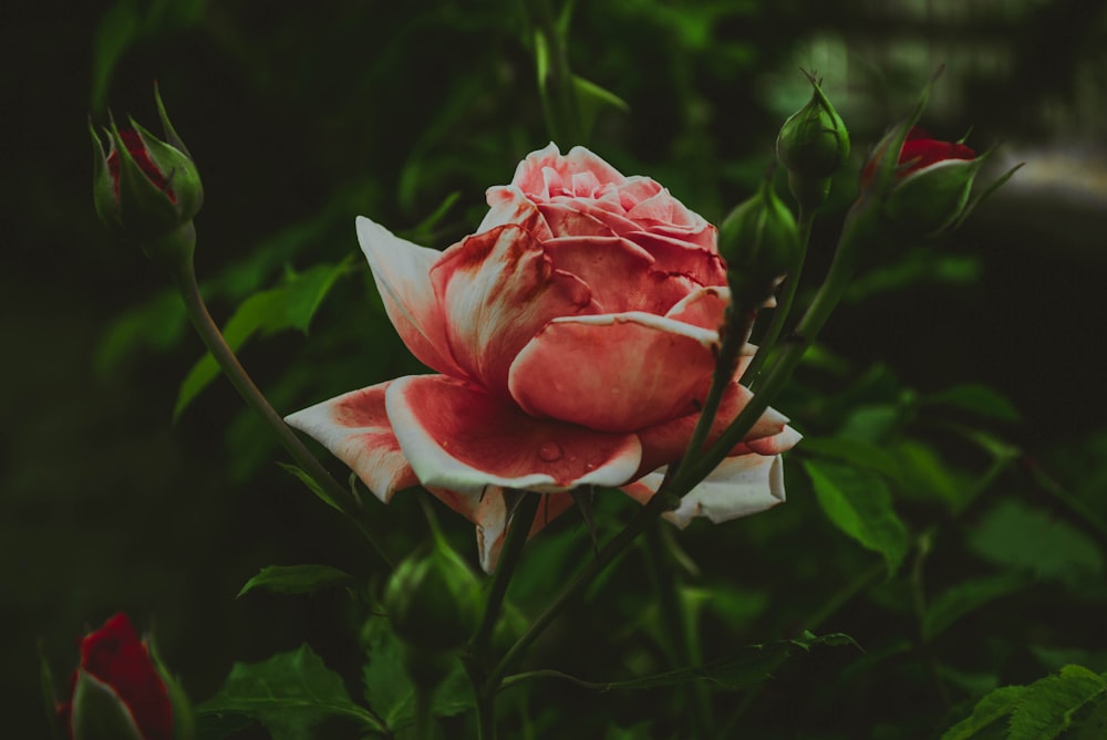 pink flower in bloom