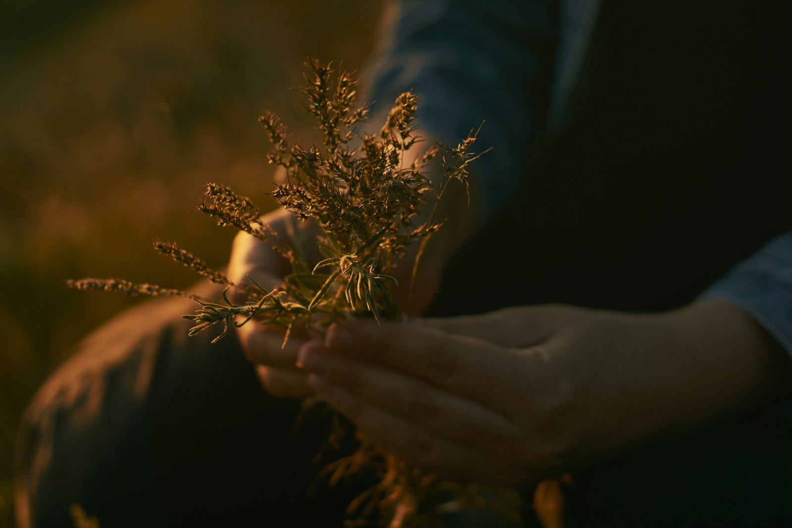 Sony SLT-A77 sample photo. Person holding brown plants photography