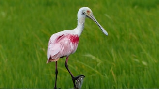 red and white long-beak bird near green grass during daytime