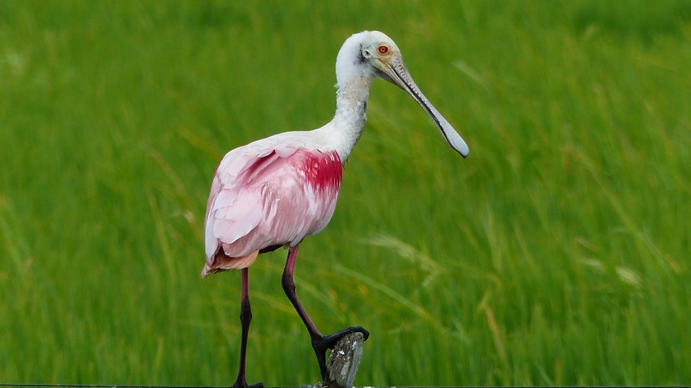 red and white long-beak bird near green grass during daytime