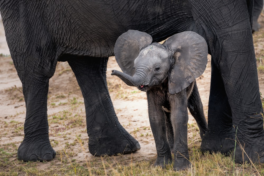 elefante cinzento com bezerro em pé no chão durante o dia